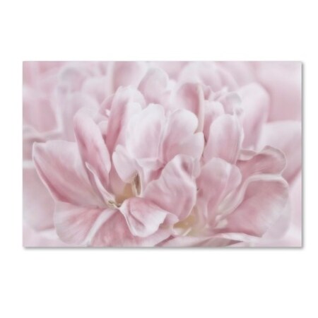 Trademark Fine Art Cora Niele 'Double Pink Tulip' Canvas Art, 12x19 ALI1752-C1219GG